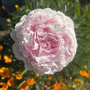 Special listing for @gmoore62